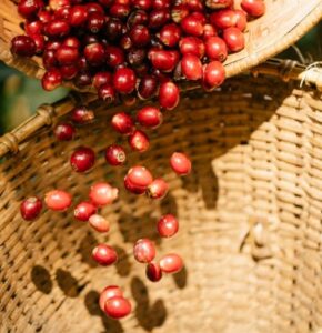 Pengolahan Kopi Metode Honey