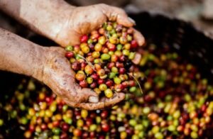 Proses Kopi Full Wash