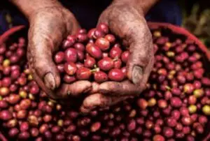 Keunikan kopi Gemawang Temanggung