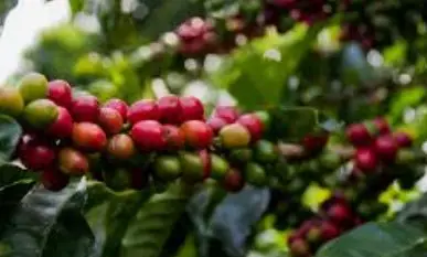 Kopi Temanggung Asli