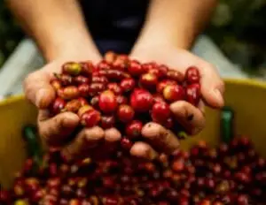 Kopi Temanggung Premium