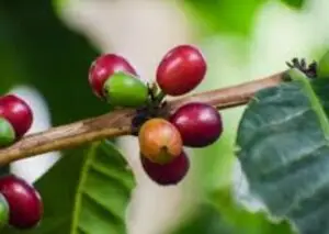 Mengenal Kopi Posong Temanggung