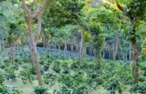 Fungsi Tanaman Samping