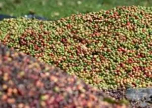 Kopi Robusta Temanggung Asli