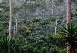 Tanaman Pendamping untuk Kopi