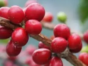 Varietas kopi excelsa