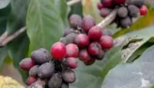 Dampak Serangan Hama