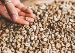 Pengolahan kopi Gemawang Temanggung