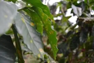 Pengendalian Hama Secara Alami