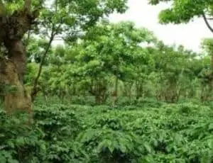 Pendapatan Petani Kopi